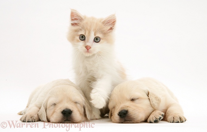 Lilac tortoiseshell kitten between sleeping Golden Retriever pups, white background