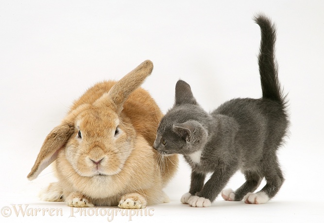 Blue-and-white Burmese-cross kitten, Levi, with Sandy Lop rabbit, white background