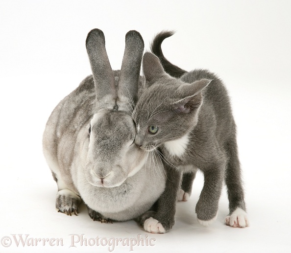 Silver Rex doe rabbit with blue-and-white Burmese-cross kitten, Levi, white background