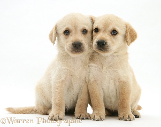 Cute Retriever-cross pups, white background