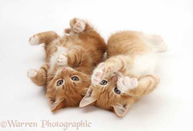 Two ginger kittens, Tom and Butch, 8 weeks old, lying together on their backs, white background