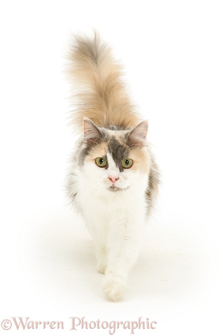 Blue-cream-and-white Persian-cross female cat, Thomasina, walking, white background