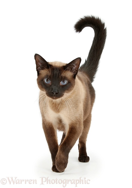 Seal point Siamese-cross cat, Chico, walking, white background