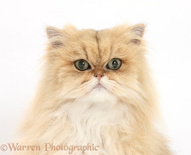 Golden Chinchilla Persian female cat, Jazzy, 6 years old, white background