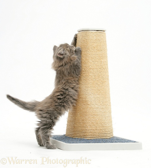 Maine Coon kitten, 7 weeks old, using a scratch post, white background