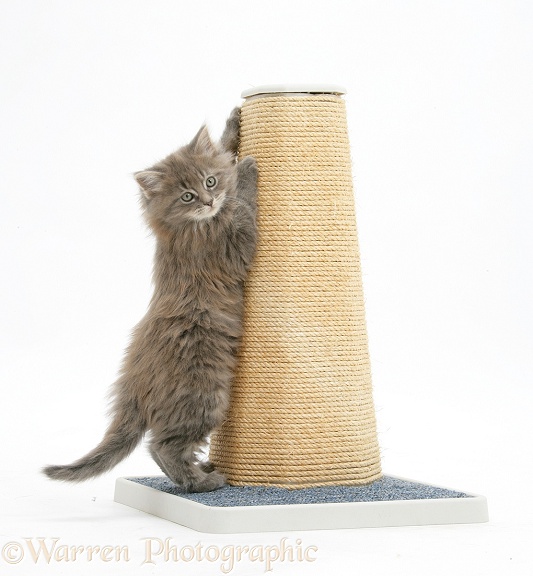 Maine Coon kitten, 7 weeks old, using a scratch post, white background