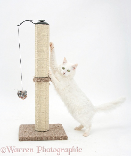 White Maine Coon-cross cat, Melody, using a scratch post, white background