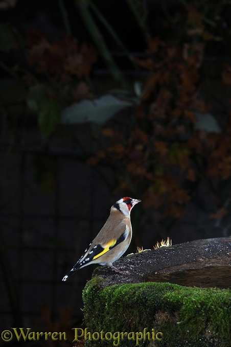 Goldfinch (Carduelis carduelis) drinking from birdbath