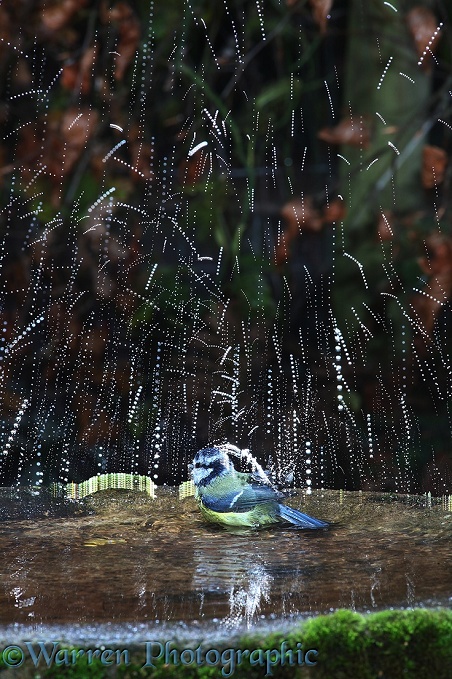 Blue Tit (Parus caeruleus) bathing lit by strobe lighting