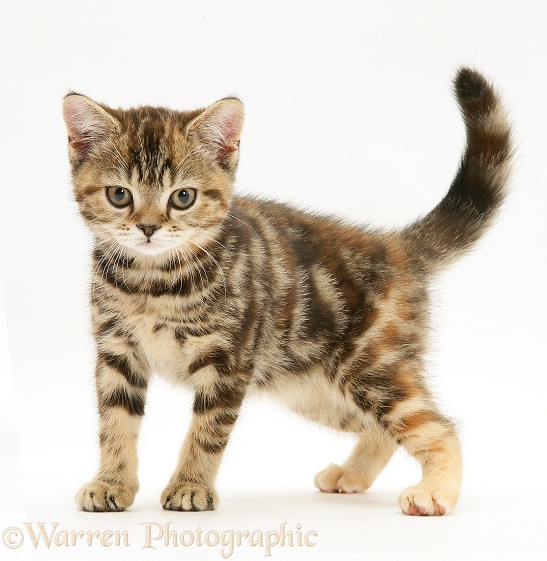 British Shorthair tabby-tortoiseshell kitten, Tiger Lily, standing, white background