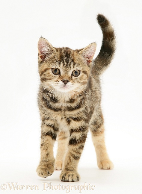 British Shorthair tabby-tortoiseshell kitten, Tiger Lily, walking forward, white background