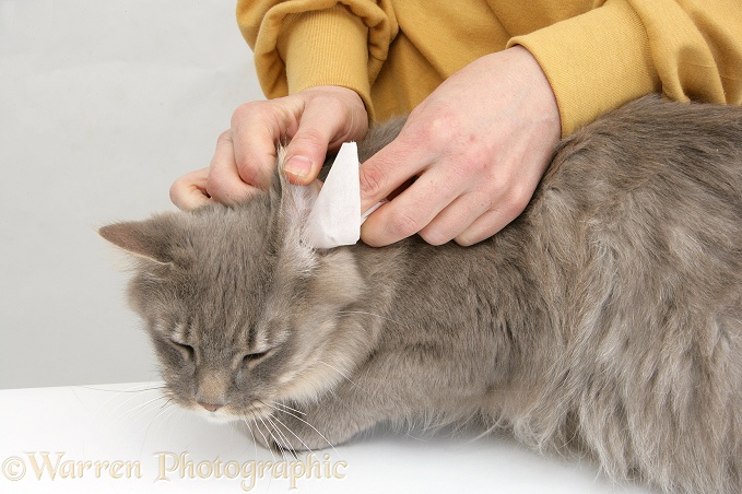 Wiping the ear of Maine Coon female cat, Serafin, white background