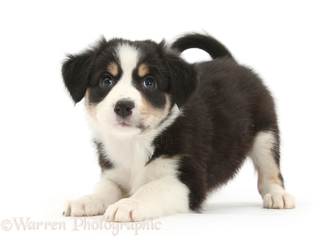 Tricolour Border Collie pup in play-bow, white background