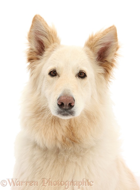 White German Shepherd Dog, Bronya, 5 years old, white background