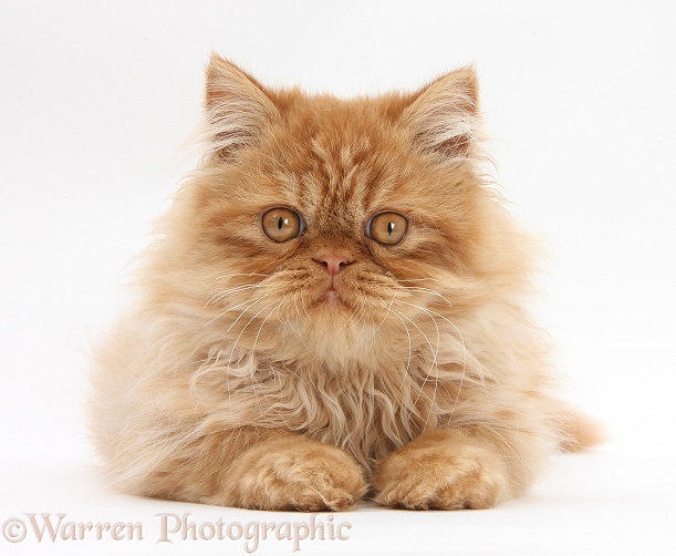 Ginger Persian male kitten, Jeffrey, 15 weeks old, white background