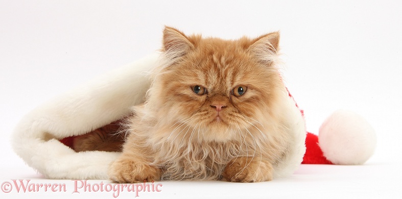 Ginger Persian male kitten, Jeffrey, 15 weeks old, in a Father Christmas hat, white background