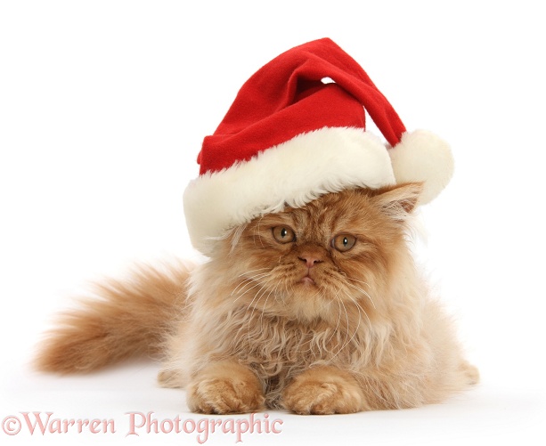 Ginger Persian male kitten, Jeffrey, 15 weeks old, wearing a Father Christmas hat, white background