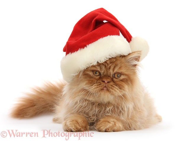 Ginger Persian male kitten, Jeffrey, 15 weeks old, wearing a Father Christmas hat, white background