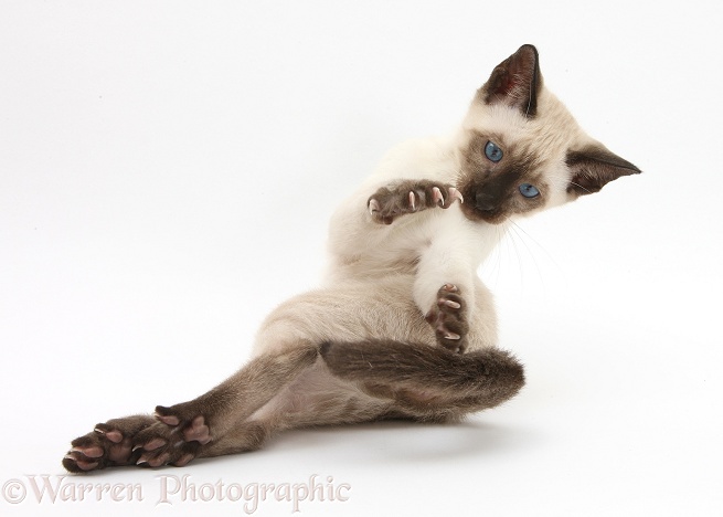 Siamese kitten, 10 weeks old, doing 'aerobics', white background