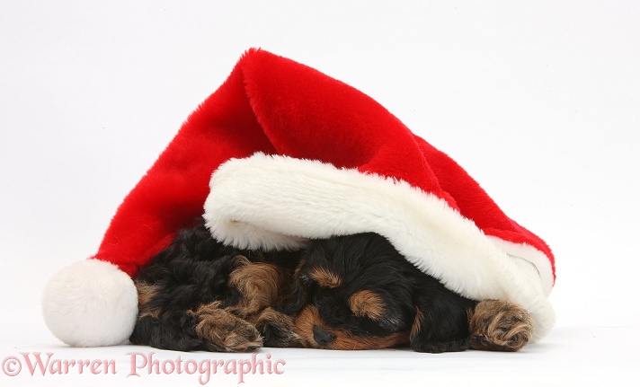 Sleeping black-and-tan Cavapoo pup in a Father Christmas hat, white background