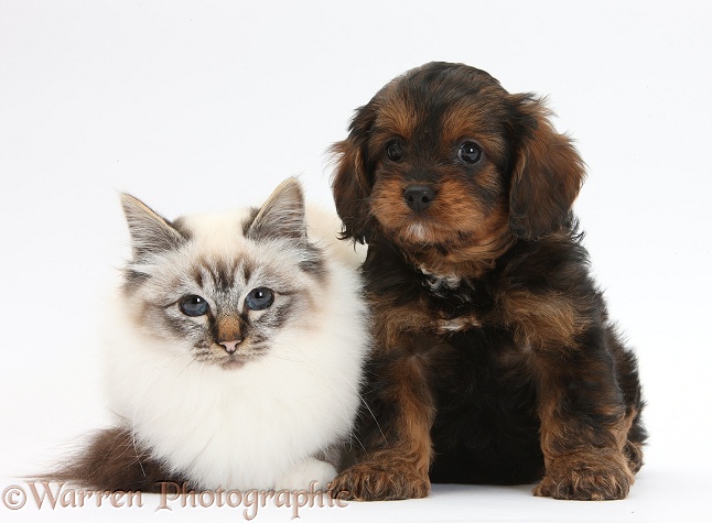 Black-and-tan Cavapoo pup and Birman cat, white background