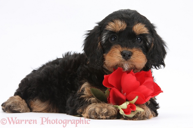 Cavapoo pup with a red rose, white background