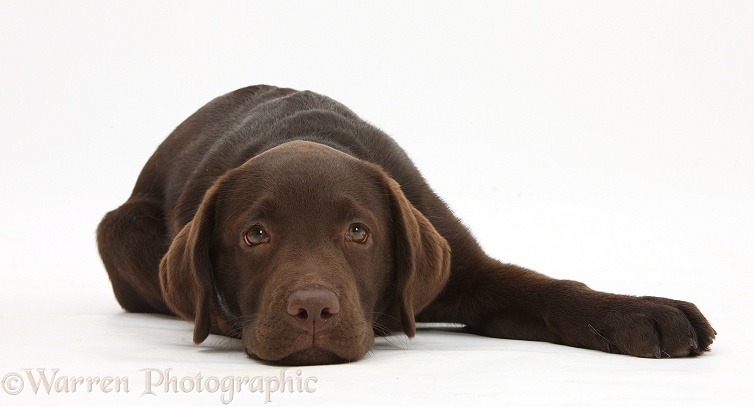 Chocolate Labrador pup, Inca, lying with her chin on the floor, white background