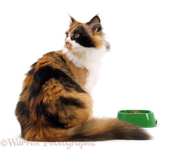 Tortoiseshell-and-white female cat, Millie Whitenose, being fussy about her food, white background