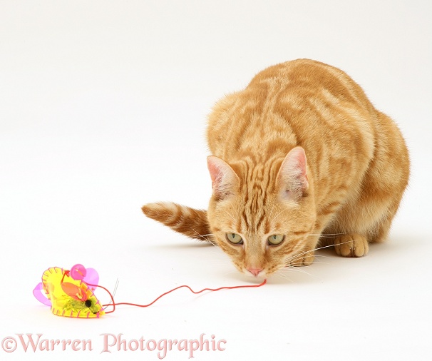 Ginger cat, Benedict, 15 months old, playing with a mouse toy, white background