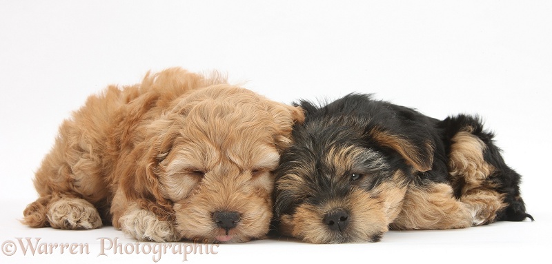 Sleepy Cavapoo pup, 7 weeks old, and Yorkshire Terrier pup, 8 weeks old, white background