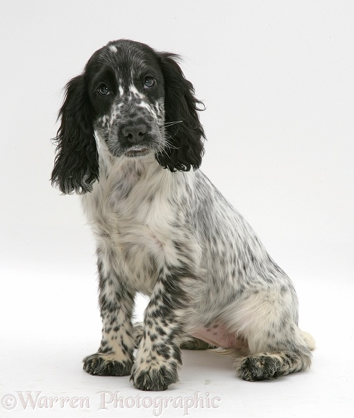 Black-and-white Cocker Spaniel pup, Bubbles, sitting, white background