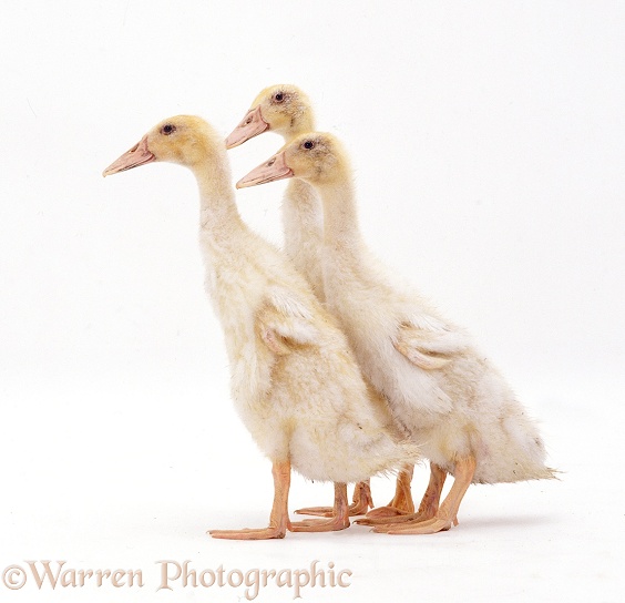 Two Indian Runner ducks, 4 weeks old, white background