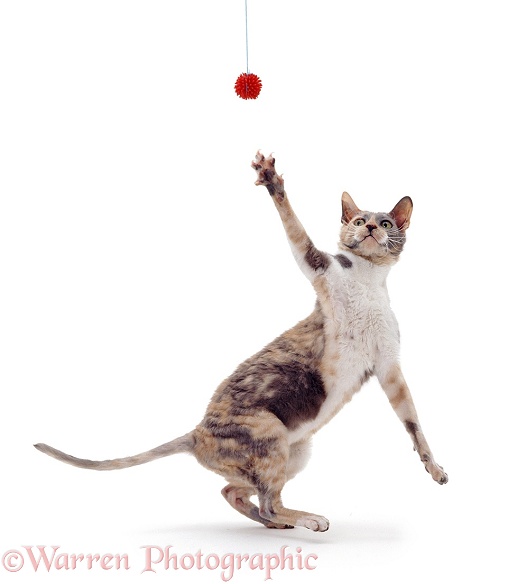 Blue-tortoiseshell Cornish Rex cat, Faberge, reaching for a toy, white background