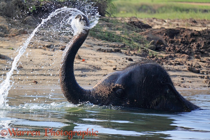 Asian Elephant (Elephas maximus) taking a bath.  Thailand