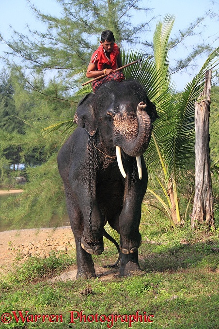 Mahout, getting his elephant to perform a trick.  Thailand