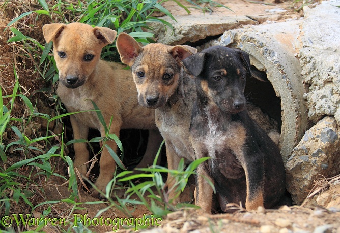 Stray puppies outside their drain pipe hide away.  Thailand