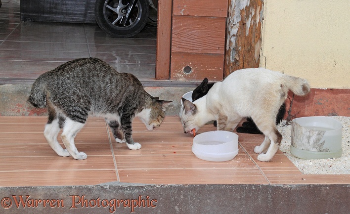 Stray 'club-tailed' cats eating scraps from a plastic bowl.  Koh Phi Phi, Thailand