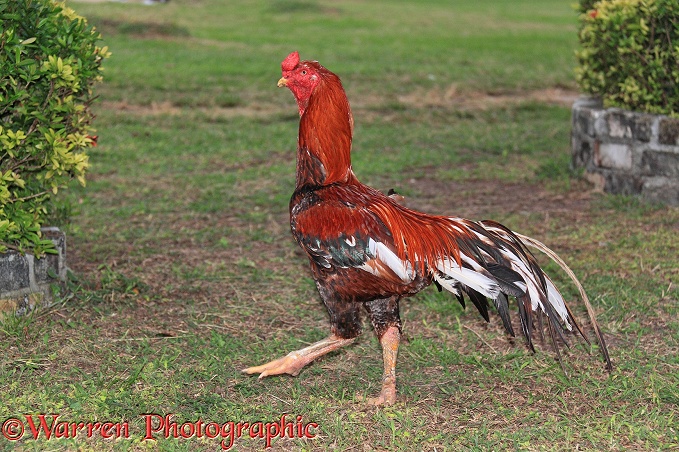 Thai Fighting Rooster.  Koh Phi Phi, Thailand