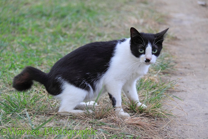 Black-and-white 'club-tailed' stray cat.  Koh Phi Phi, Thailand