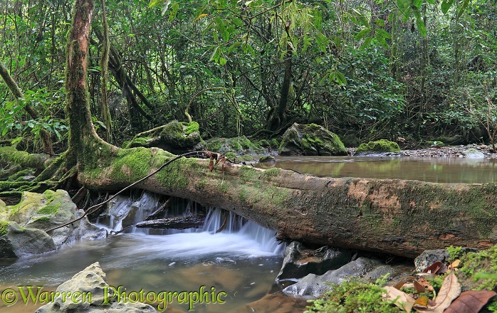 Rainforest stream.  Khao Sok, Thailand