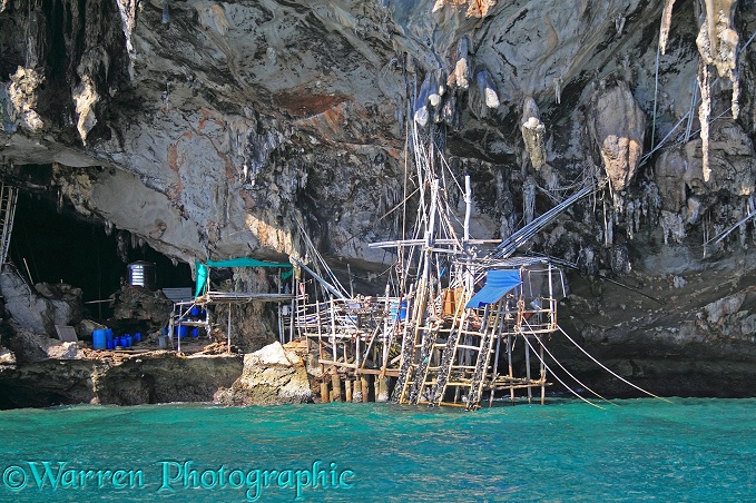 Bamboo scaffolding used by local people to collect nests the nests of swiftlets to make birds' nest soup.  Koh Phi Phi, Thailand