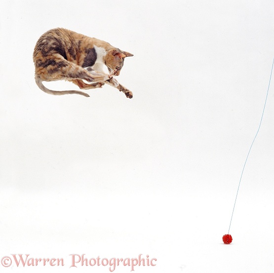 Blue-tortoiseshell Cornish Rex cat, Faberge, leaping for a toy, white background