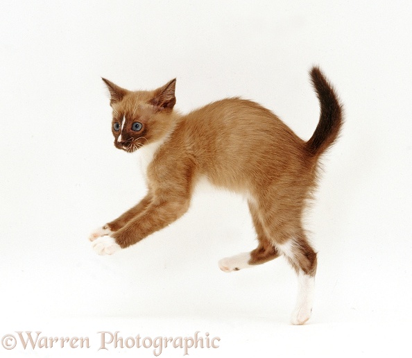Burmese x Rex kitten leaping, white background