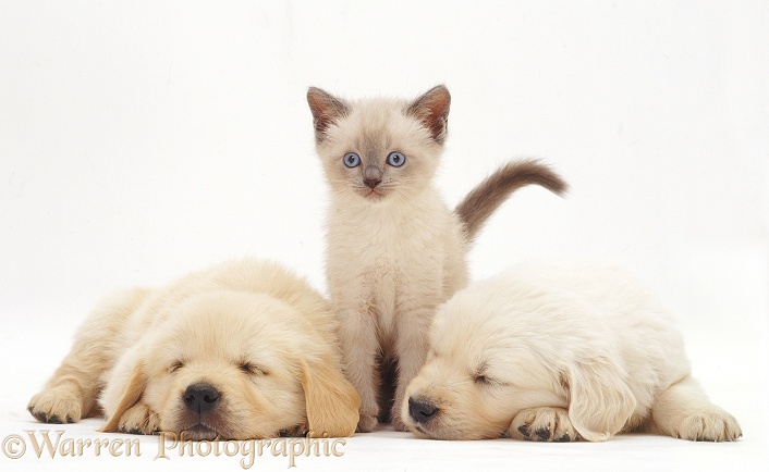 Birman kitten with sleeping Golden Retriever pups, 6 weeks old, white background