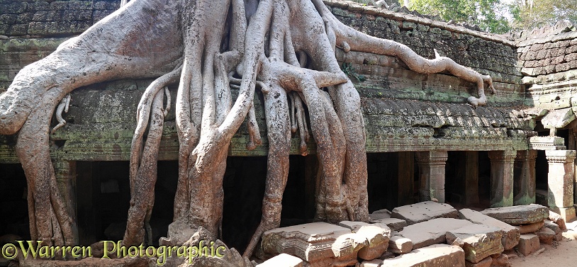 Tree roots growing on Ta Prohm Temple.  Angkor, Cambodia