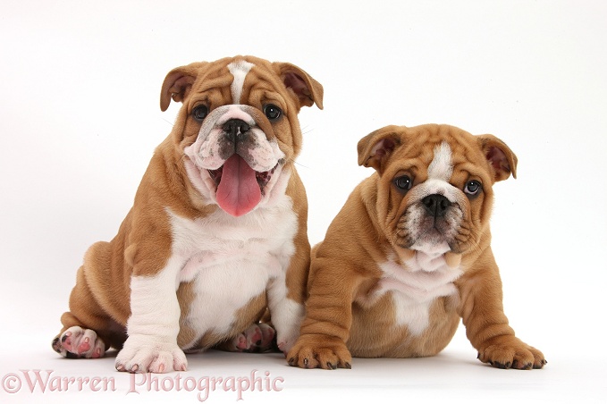 Two Bulldog pups, 8 weeks old, white background