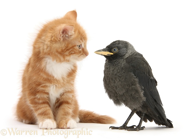 Ginger kitten, Butch, 10 weeks old, and baby Jackdaw (Corvus monedula), white background