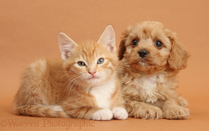 Ginger kitten, Tom, 9 weeks old, and Cavapoo pup on brown background