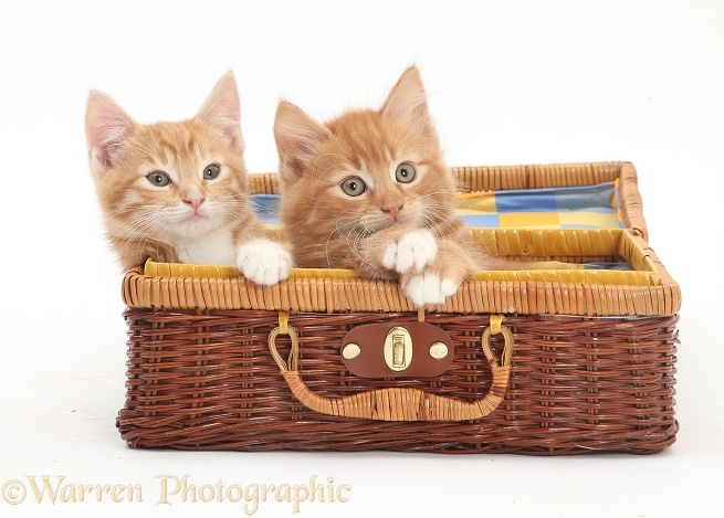 Ginger kittens, Butch and Tom, 9 weeks old, playing in a wicker basket case, white background