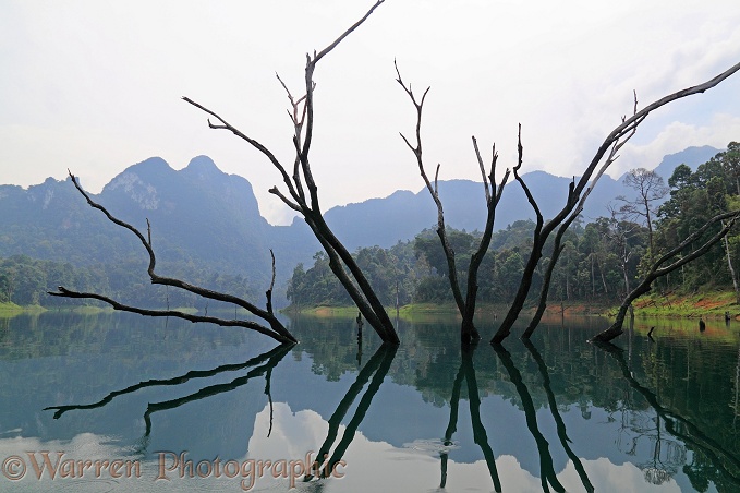 Submerged tree in man-made lake.  Khao Sok, Thailand